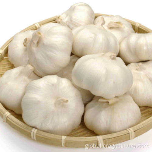 Sell Good Quality New White Garlic Chinese Fresh Pure White Garlic 5.5cm Factory